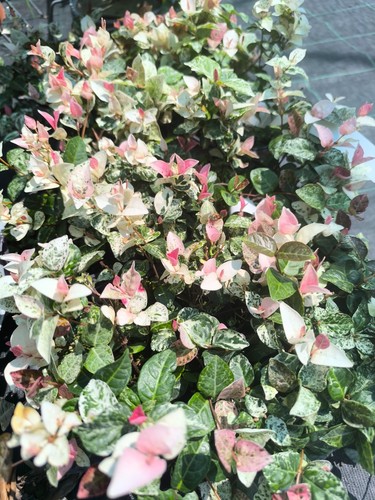 Jasmine tricolor gelsomino - jasmine, tricolor_gelsomino
