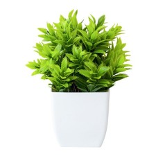 Pianta in vaso bonsai
