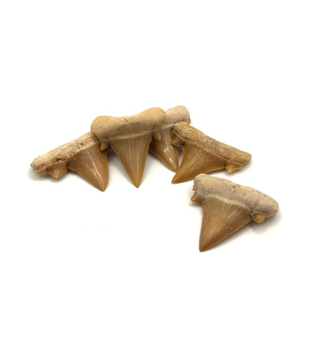 Pezzi denti squalo - denti,