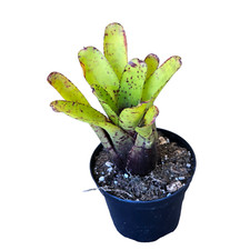 Neoregelia aria - Bromeliad -