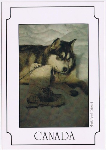 Cartolina animale eschimese - cartolina,
