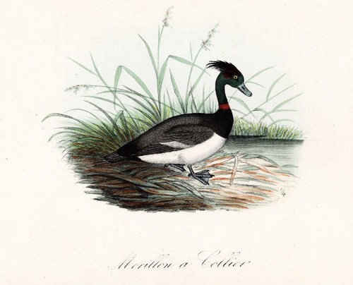 Morillon collier anatre - a,