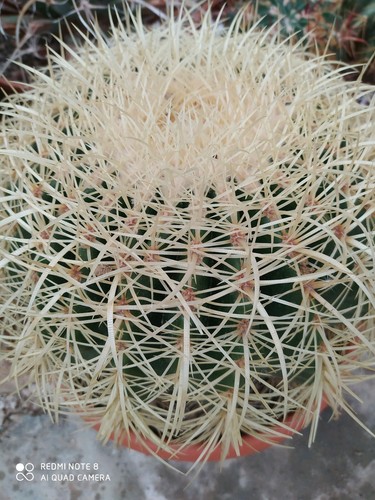Echinocactus grusonii pot - grusonii, 25