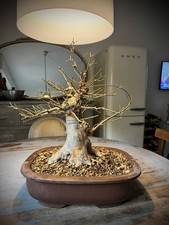 Bonsai Acero Tridente