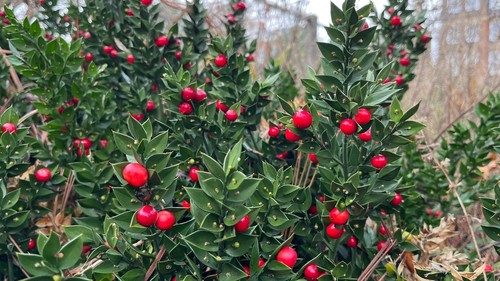 Ruscus aculeatus pungitopo - ruscus,