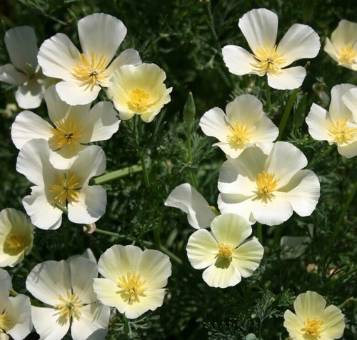 Papavero californiano milky - papavero,