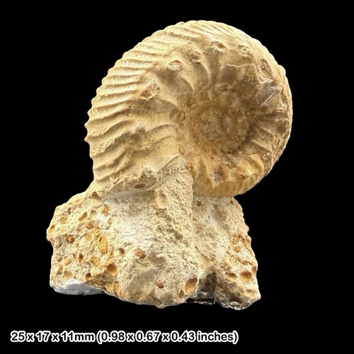 Cadomites psilacanthus