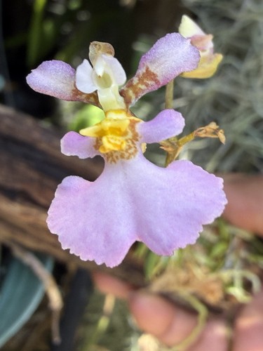 Tolumnia sylvestre