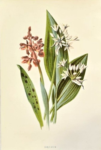 1890 orchidea antica - 1890,