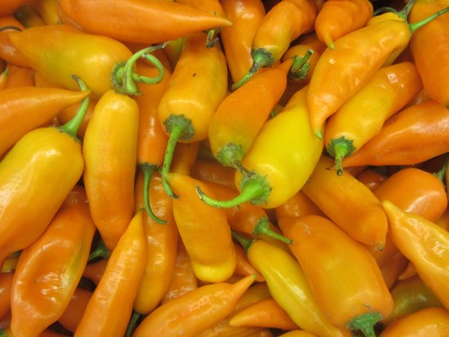 Semi peperoncino aji - peperoncino,