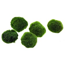 10 pezzi Marimo moss
