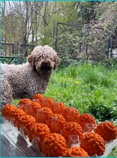 Kit 6Pz Smart Truffle - tartufo addestramento - Ovetti tartufi lagotti bracchi