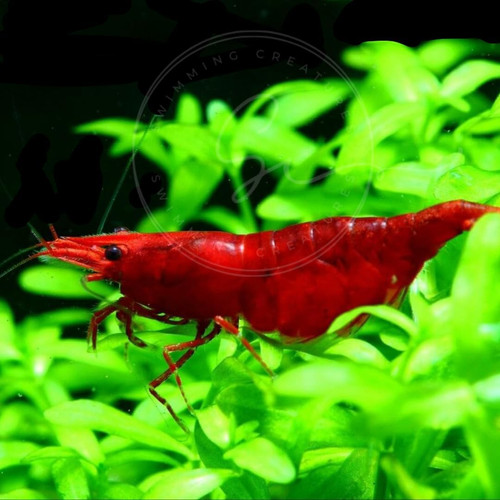 Gamberetti neocaridina - gamberetti,
