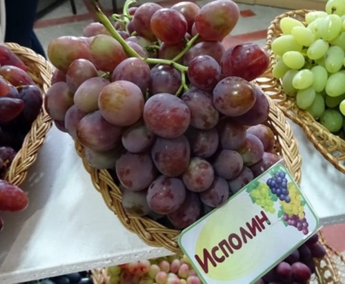 Ispolin giant uva vite da - ispolin,