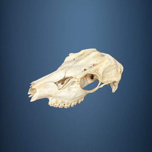 561sku teschio daino - teschio,