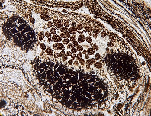 Impianto felci fossili - impianto, di