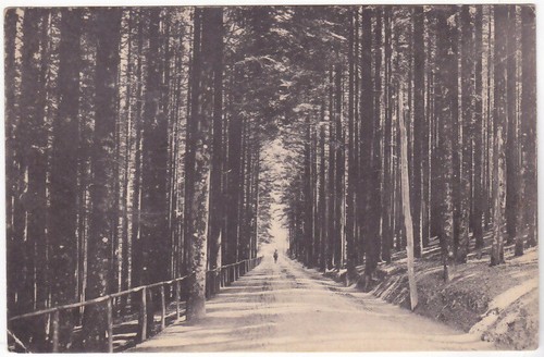 Vallombrosa firenze - vallombrosa,