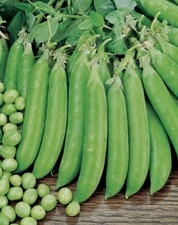 Lot De 40 Graines De Pois Nain Le Petit Provençal Semences Graines Seed