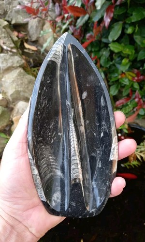 Fossil orthoceras boat dish - fossil,