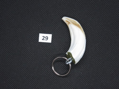 Wild boar tusk - , (no