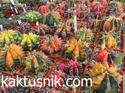 Gymnocalycium mihanovichii