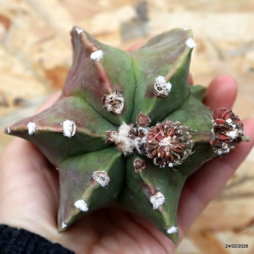 K155 astrophytum myriostigma - k155,