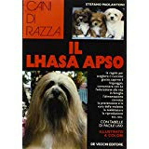 Lhasa apso stefano - lhasa,