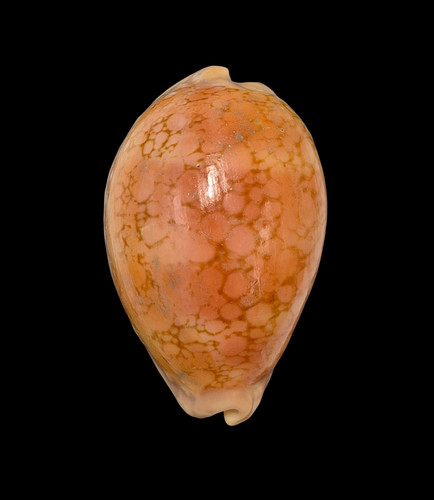 Conchiglia shell cypraea - conchiglia,