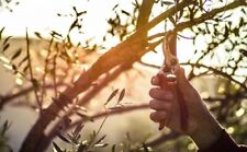 ULIVETO CIRCA 3 ETTARI ( LUNIGIANA )