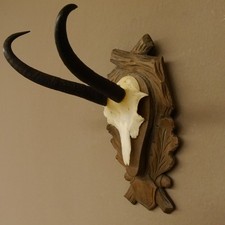 Corno Di Camoscio Con Scultura