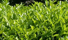 50 pz Piante Lauroceraso vaso