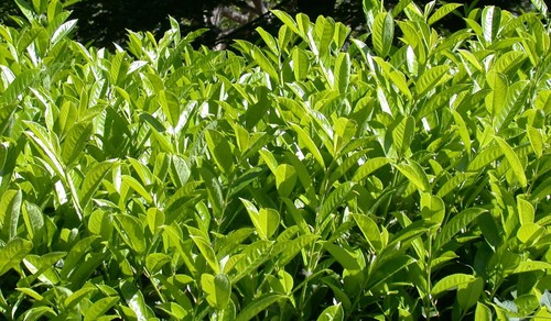 Piante lauroceraso vaso - pz,