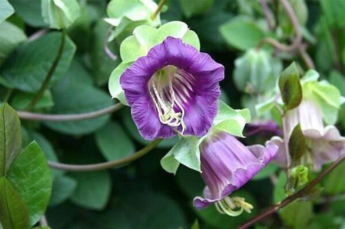 Semi cobea violetta - 5, di