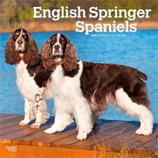 Springer Spaniel Inglese |