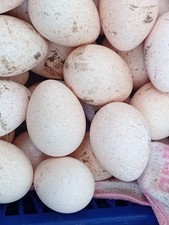 Uova Feconde, Fertili Razza