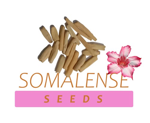 Rara adenium somalense ibrida - rara,