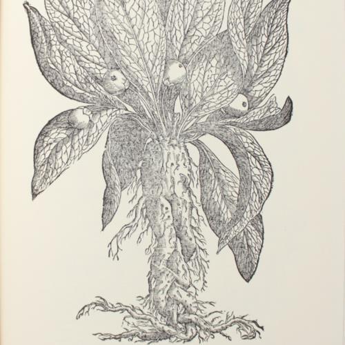 Herbal herbs prints - herbal,