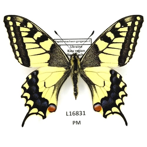 Papilionidae papilio machaon - papilio,