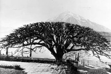 Beautiful tree Gunten, Lake