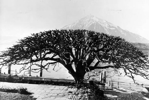 Beautiful tree gunten lake - tree,
