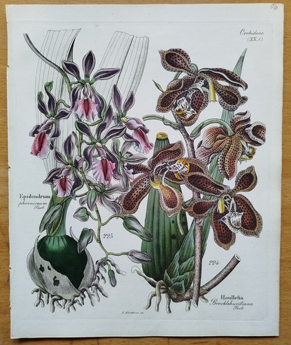 Orchidea epidendrum houlletia - epidendrum,