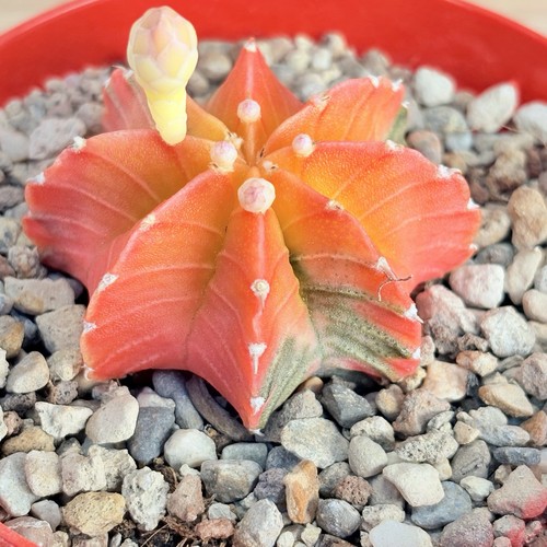 Gymnocalycium mihanovichii