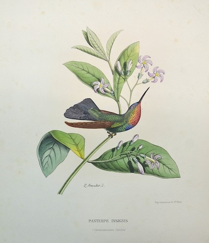 Panterpe insignis - panterpe,