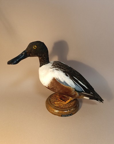 Taxidermy cabinet de - taxidermy,,