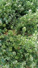 Origano  di Sicilia essiccato