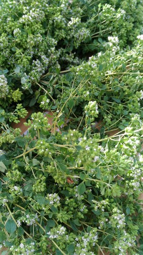 Origano sicilia essiccato - ,