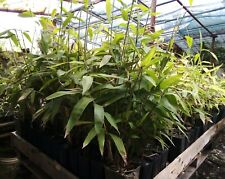 3 Piante Bambù Gigante Moso pianta Phyllostachys Edulis Pubescens bamboo 20cm