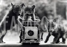 Foto vintage Regno Unito, Cuccioli di lupo canadese, 1983, stampa 20x15 cm