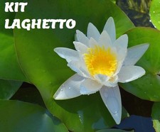 Piante laghetto tinozza 1 - laghetto,