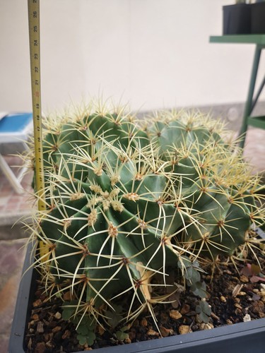 Ferocactus glaucescens - ferocactus,